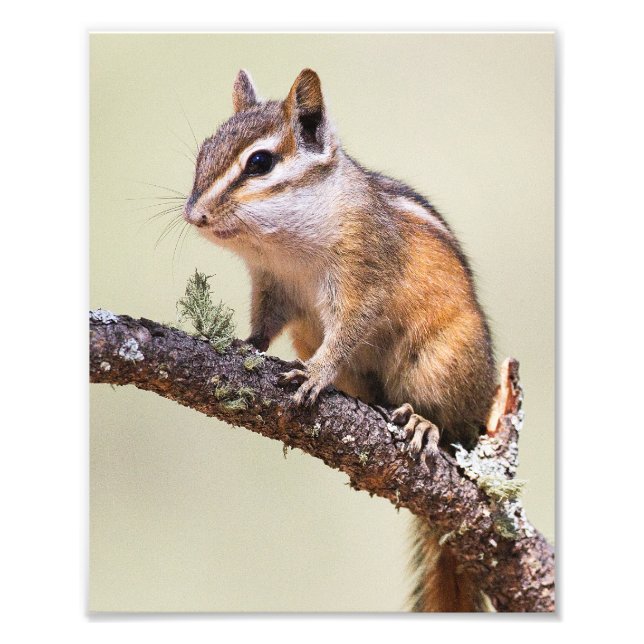 Niedlich und chubby chipmunk fotodruck (Vorne)