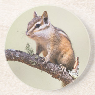 Niedlich und Chubby Chipmunk Getränkeuntersetzer