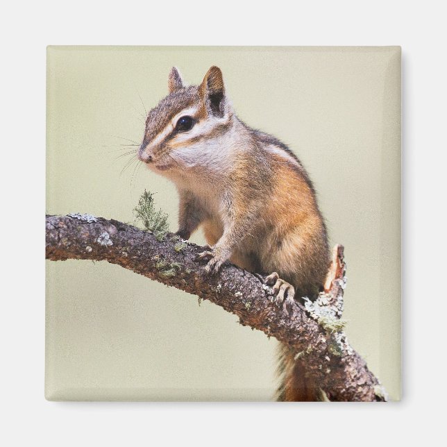 Niedlich und chubby chipmunk magnet (Vorne)