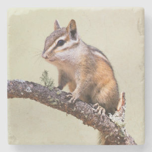 Niedlich und Chubby Chipmunk Steinuntersetzer
