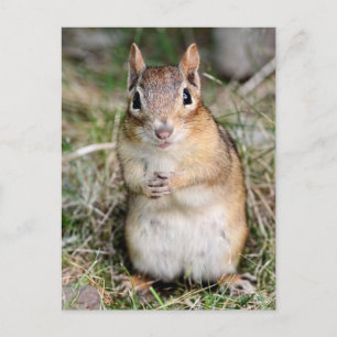 Niedlich und freundlich Chipmunk Postkarte