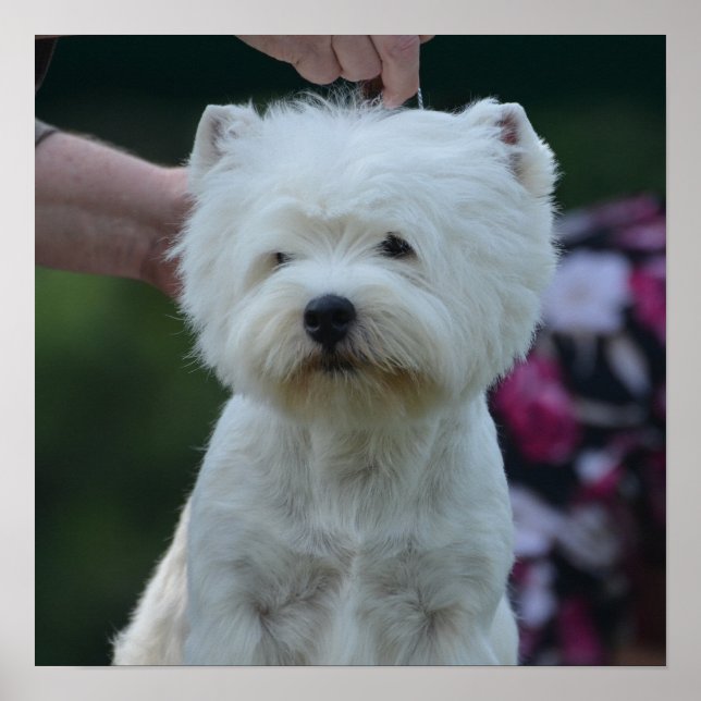 Niedlich West Highland White Terrier Poster (Vorne)
