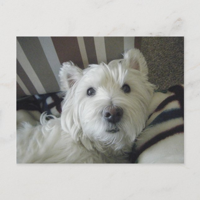 Niedlich Westie Face Foto Postkarte (Vorderseite)