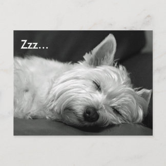 Niedlich Westie (West Highland Terrier) Hunde Post Postkarte