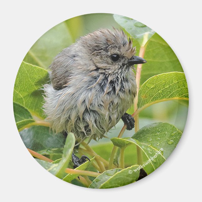 Niedlich Wet Wee Bushtit auf dem Laurel Magnet (Vorne)