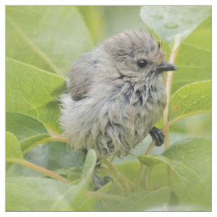 Niedlich Wet Wee Bushtit auf dem Laurel Stoff