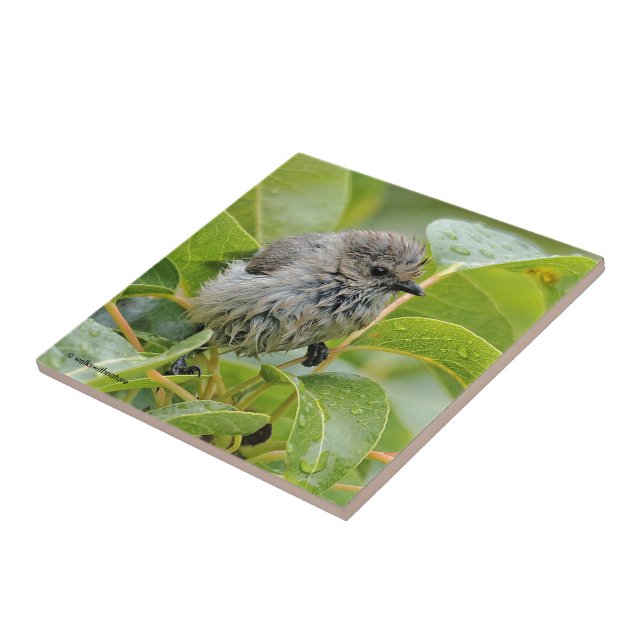 Niedlich Wet Young Bushtit Songbird auf dem Laurel Fliese (Seite)