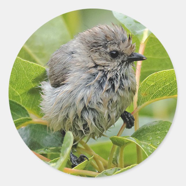 Niedlich Wet Young Bushtit Songbird auf dem Laurel Runder Aufkleber (Vorderseite)