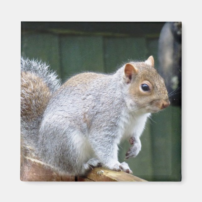 Niedlich Wild Gray Squirrel (UK) Magnet (Vorne)