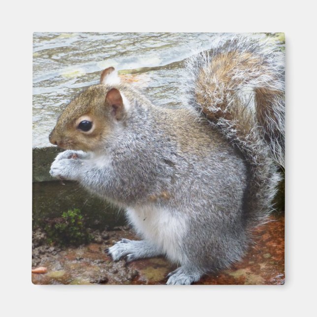 Niedlich Wild Gray Squirrel (UK) Magnet (Vorne)