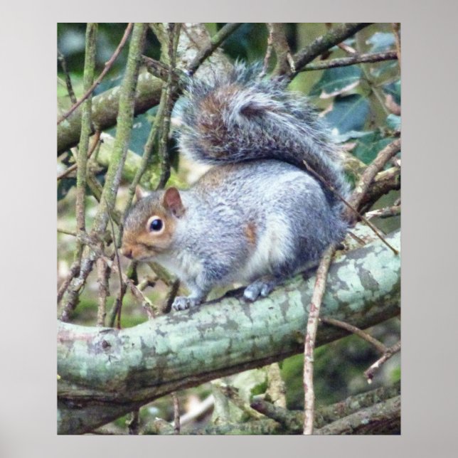 Niedlich Wild Gray Squirrel (UK) Poster (Vorne)