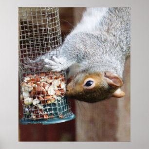 Niedlich Wild Gray Squirrel (UK) Poster