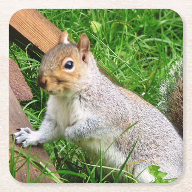 Niedlich Wild Gray Squirrel (UK) Rechteckiger Pappuntersetzer (Vorderseite)
