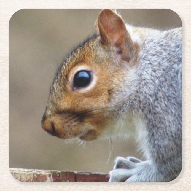 Niedlich Wild Gray Squirrel (UK) Rechteckiger Pappuntersetzer (Vorderseite)