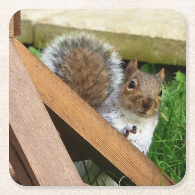 Niedlich Wild Gray Squirrel (UK) Rechteckiger Pappuntersetzer (Vorderseite)