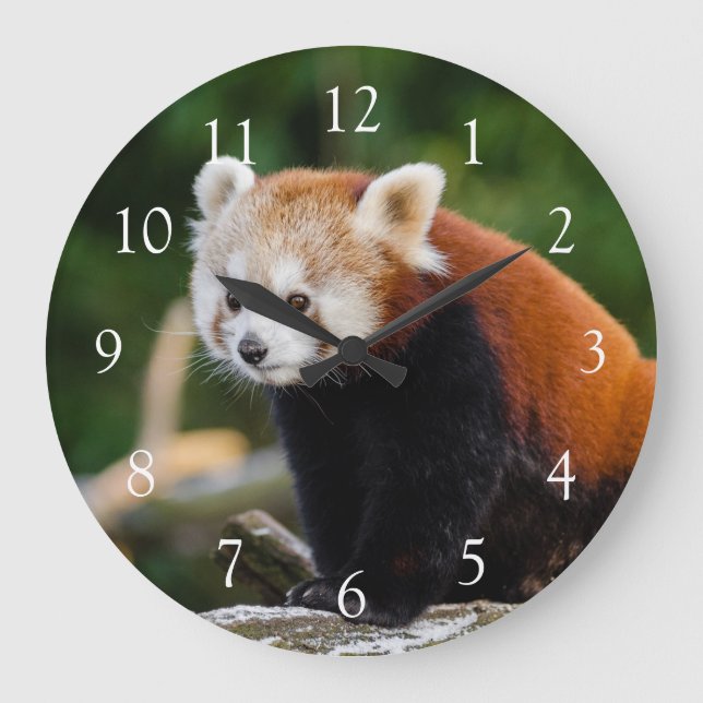 Niedlich Wild Red Panda Foto Große Wanduhr (Vorderseite)