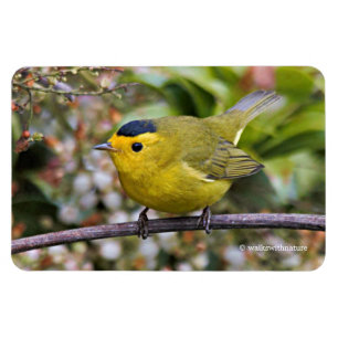 Niedlich Wilson's Warbler Songbird auf der Grapevi Magnet