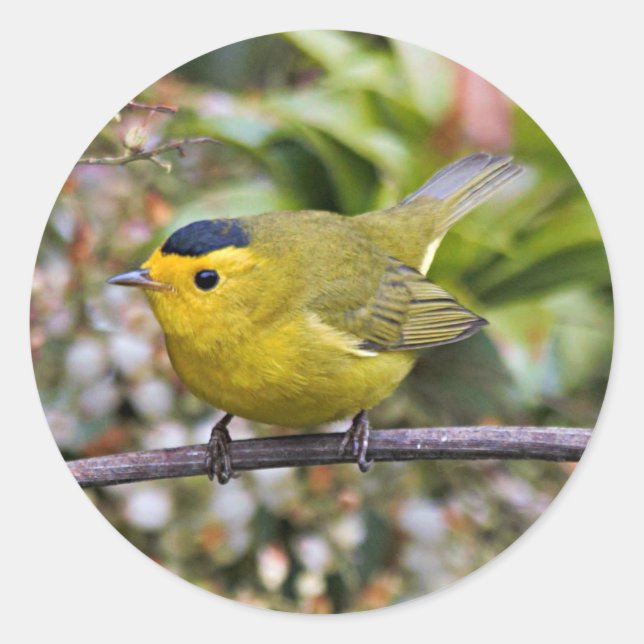 Niedlich Wilson's Warbler Songbird auf der Grapevi Runder Aufkleber (Vorderseite)