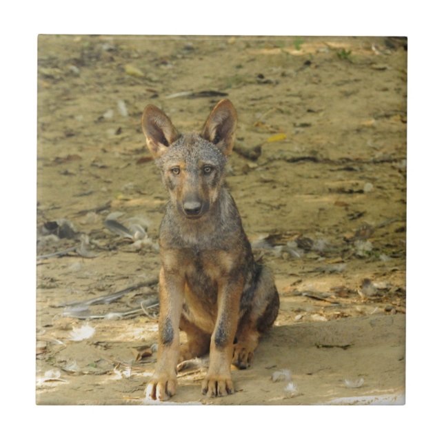 Niedlich Wolf Cub Fliese (Vorderseite)