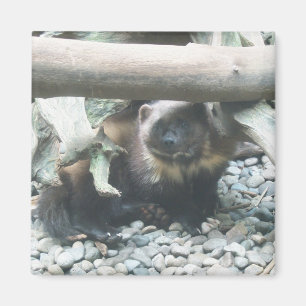Niedlich Wolverine Magnet