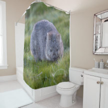 Niedlich Wombat Wildlife Animal Australia Green