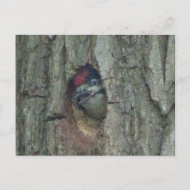 Niedlich Woodpecker Youngling DIY Postkarte (Vorderseite)