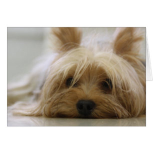 Niedlich Yorkie