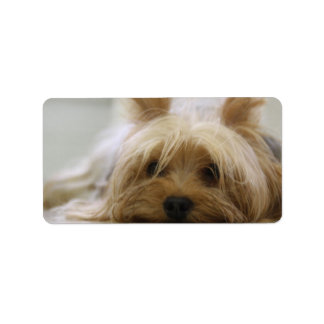 Niedlich Yorkie Adressaufkleber