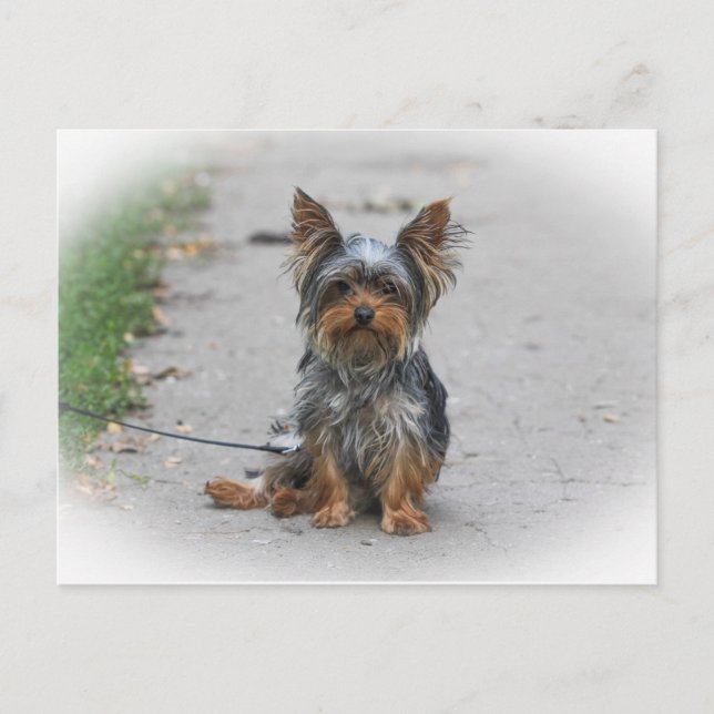Niedlich Yorkie Postkarte (Vorderseite)