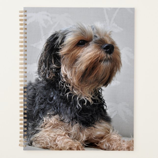 Niedlich Yorkie Yorkshire Terrier Sunbaden  Planer (Vorderseite)