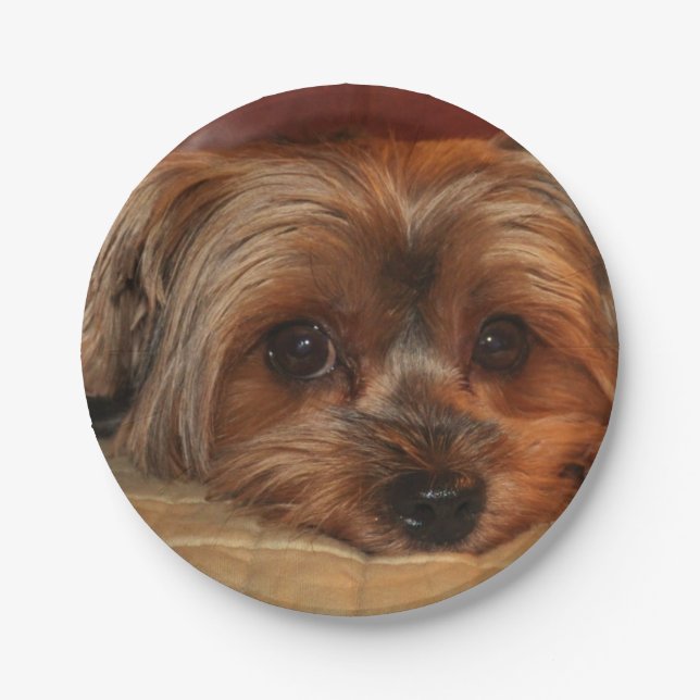 Niedlich Yorkshire Terre, Yorkie Welpenhund Pappteller (Vorderseite)