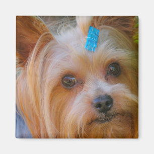 Niedlich Yorkshire Terrier Dog Head Magnet