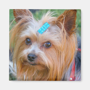 Niedlich Yorkshire Terrier Dog Head Magnet