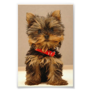 Niedlich Yorkshire Terrier Fotodruck