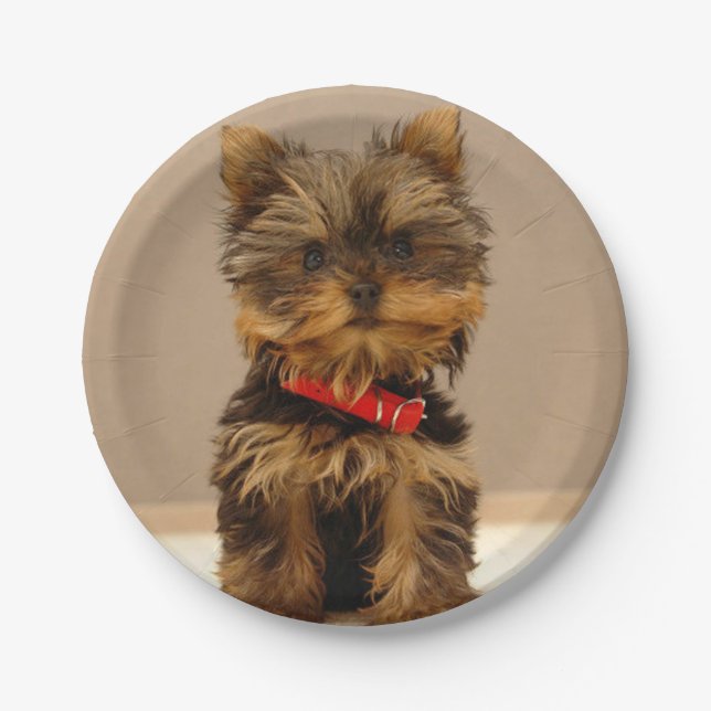 Niedlich Yorkshire Terrier Pappteller (Vorderseite)