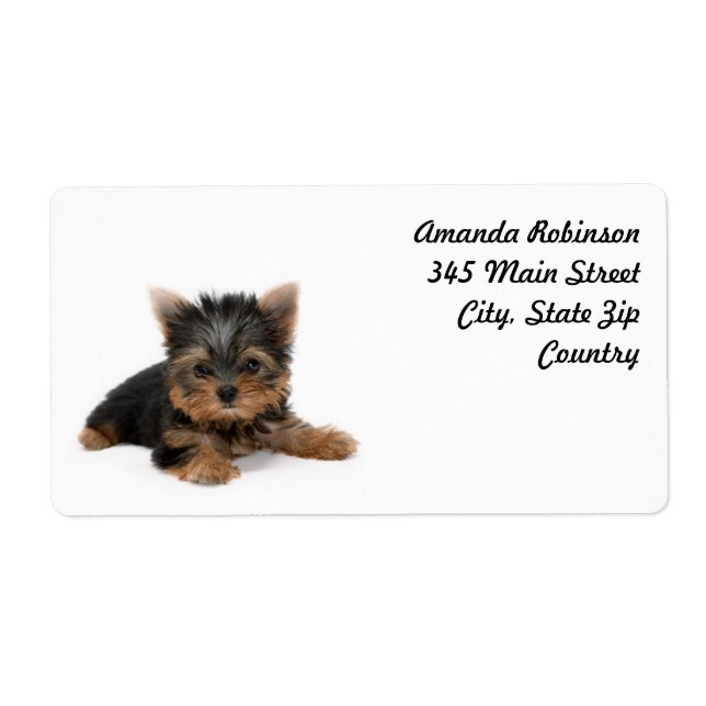 Niedlich Yorkshire Terrier Puppy (Vorne)