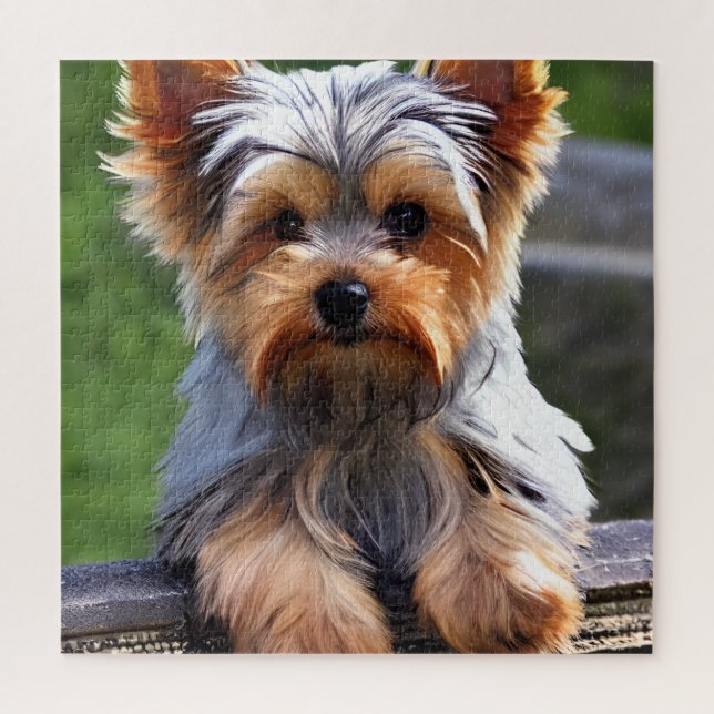 Niedlich Yorkshire Terrier Puppy Dog (Vertikal)