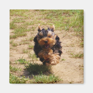 Niedlich Yorkshire Terrier Puppy läuft Magnet
