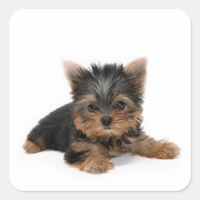 Niedlich Yorkshire Terrier Puppy Quadratischer Aufkleber (Vorderseite)