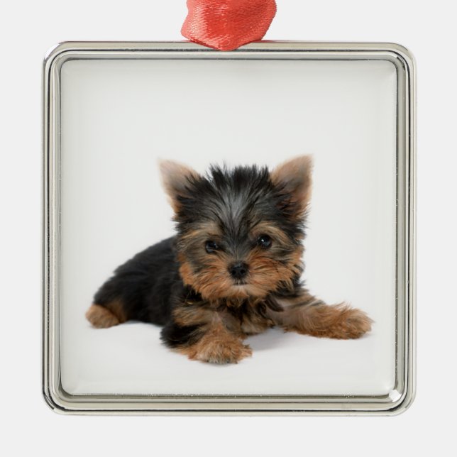 Niedlich Yorkshire Terrier Puppy Silbernes Ornament (Vorne)