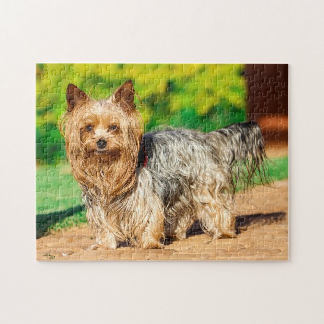 Niedlich Yorkshire Terrier Yorkie Doppy Puppy (Horizontal)