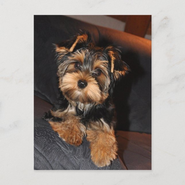 Niedlich Yorkshire Terrier Yorkie Postcard Postkarte (Vorderseite)