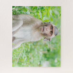 Niedlich Young Brown Spider Monkey