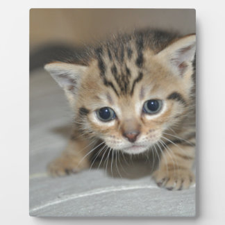 Niedlich Young Kitten Fotoplatte