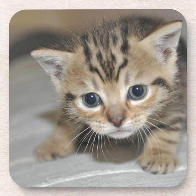 Niedlich Young Kitten Getränkeuntersetzer (Vorderseite)