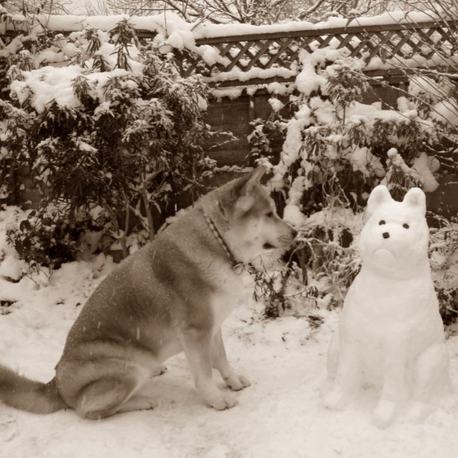 niedliche akita im Schnee mit Schneemann akita Hun (Von Creator hochgeladen)