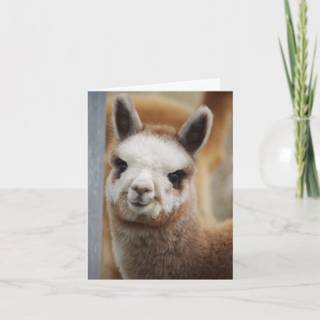 Niedliche Alpaca-Karte Karte (Vorderseite)