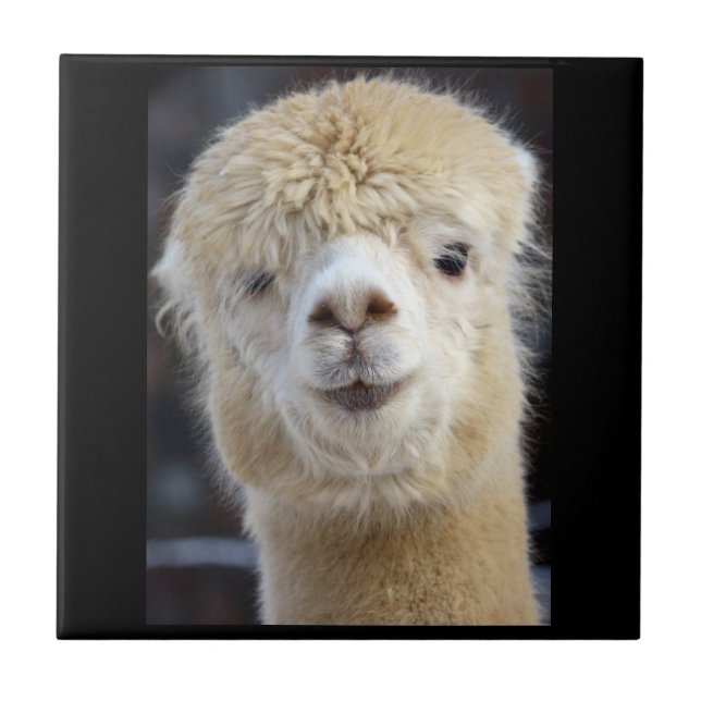 Niedliche Alpaca-Oberfläche Fliese (Vorderseite)
