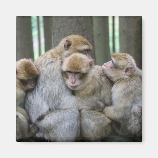 Niedliche Ape Family Group Umarmungsfotografie Magnet (Vorne)