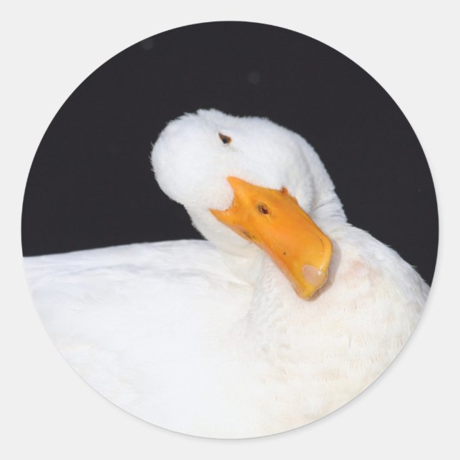 Niedliche Aufkleber für weiße Enten (Vorderseite)